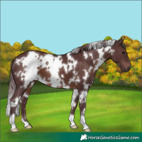 Horse Color:White Spotted Chocolate Brown