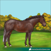 Horse Color:Chocolate Brown 