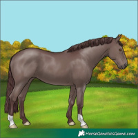 Horse Color:Chocolate Grullo 