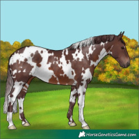 Horse Color:White Spotted Chocolate Brown