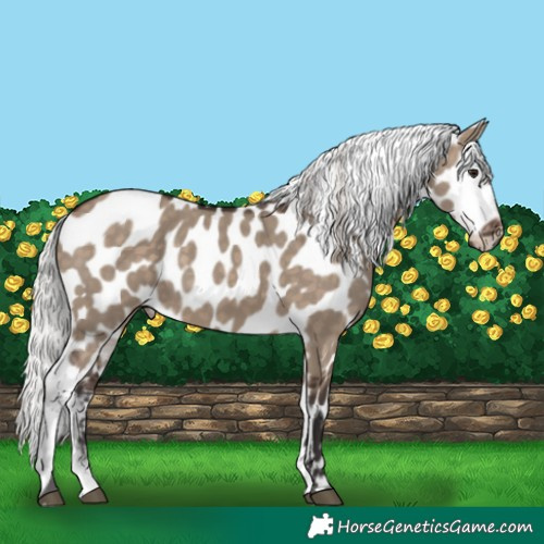 Horse Color:Silver Brown Dun Near Leopard 
