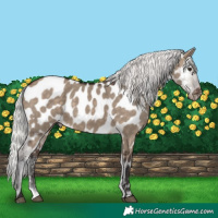 Horse Color:Silver Brown Dun Appaloosa 
