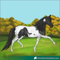 Horse Color:Black Tobiano 