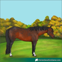 Horse Color:Brown Sabino