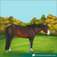 Horse Color:Brown Sabino 