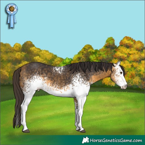 Horse Color:White Spotted Buckskin 