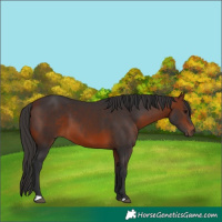 Horse Color:Bay 