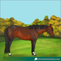 Horse Color:Bay 