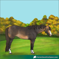 Horse Color:Buckskin 
