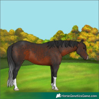 Horse Color:Brown 