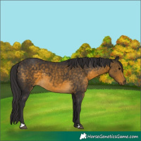 Horse Color:Buckskin Sabino