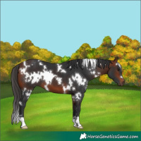 Horse Color:White Spotted Bay 