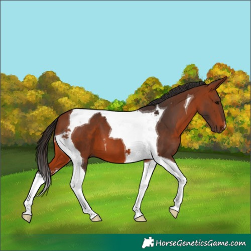 Horse Color:Bay Tobiano 