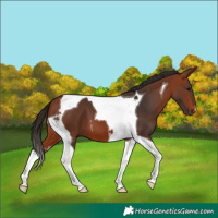 Horse Color:Bay Tobiano
