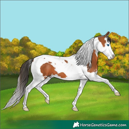 Horse Color:Bay Splash Tobiano 
