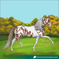 Horse Color:Chestnut Tobiano Appaloosa