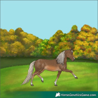 Horse Color:Chocolate Palomino 