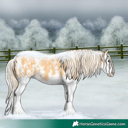 Horse Color:Palomino Sabino Splash