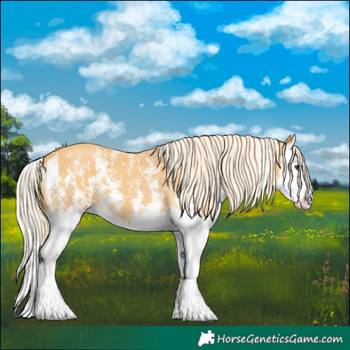 Horse Color:Palomino Sabino Splash
