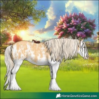 Horse Color:Palomino Sabino Splash