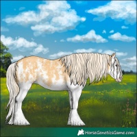 Horse Color:Palomino Sabino Splash 