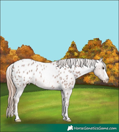 Horse Color:Red Roan Appaloosa 