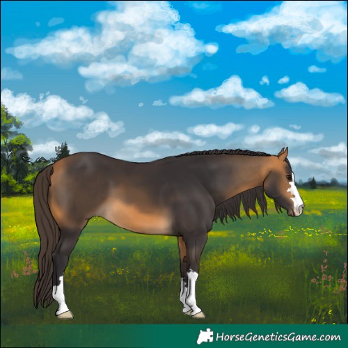 Horse Color:Buckskin