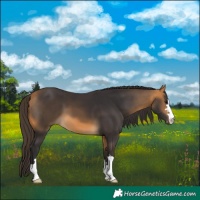 Horse Color:Buckskin 