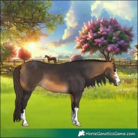 Horse Color:Buckskin 