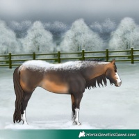 Horse Color:Buckskin 