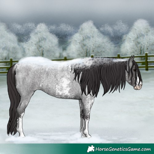 Horse Color:Smoky Blue Roan Sabino