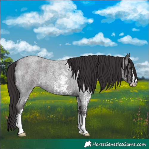 Horse Color:Smoky Blue Roan Sabino 