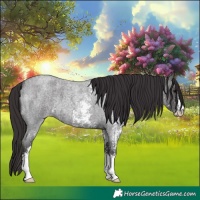 Horse Color:Smoky Blue Roan Sabino 