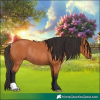 Horse Color:Bay Rabicano