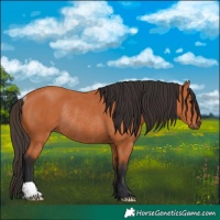 Horse Color:Bay Rabicano 
