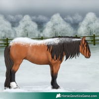 Horse Color:Bay Rabicano 