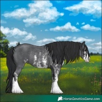 Horse Color:Black Sabino Rabicano 