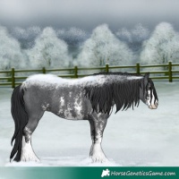 Horse Color:Black Sabino Rabicano 