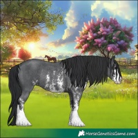 Horse Color:Black Sabino Rabicano 
