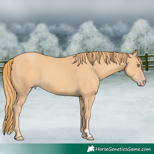Horse Color:Gold Champagne 