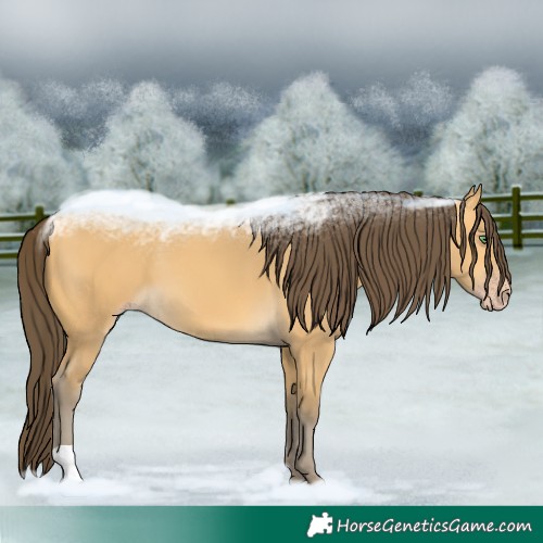 Horse Color:Amber Cream Champagne 