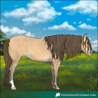 Horse Color:Amber Cream Champagne