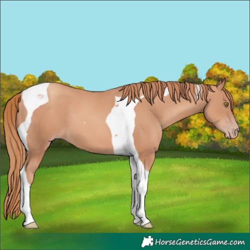 Horse Color:Gold Champagne Tobiano 