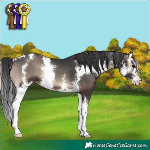 Horse Color:Blue Onyx Sabino 