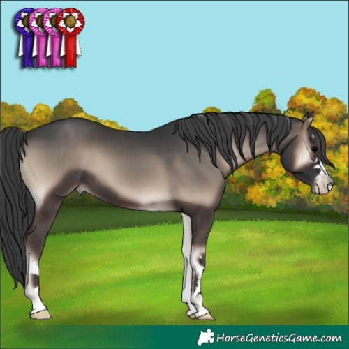 Horse Color:Blue Onyx 