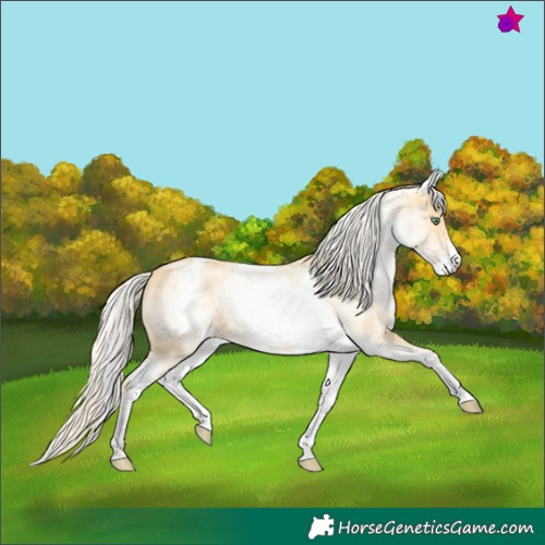 Horse Color:White Spotted Gold Cream Champagne 