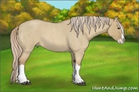 Horse Color:Palomino Roan Dun Splash