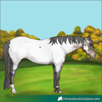 Horse Color:Brown Near Fewspot 