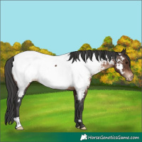 Horse Color:Brown Appaloosa 