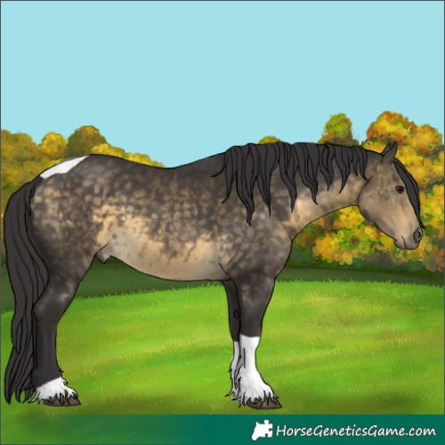 Horse Color:Buckskin Tobiano 